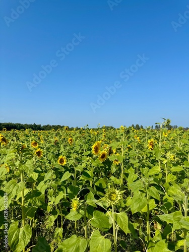 Field of sunflowers