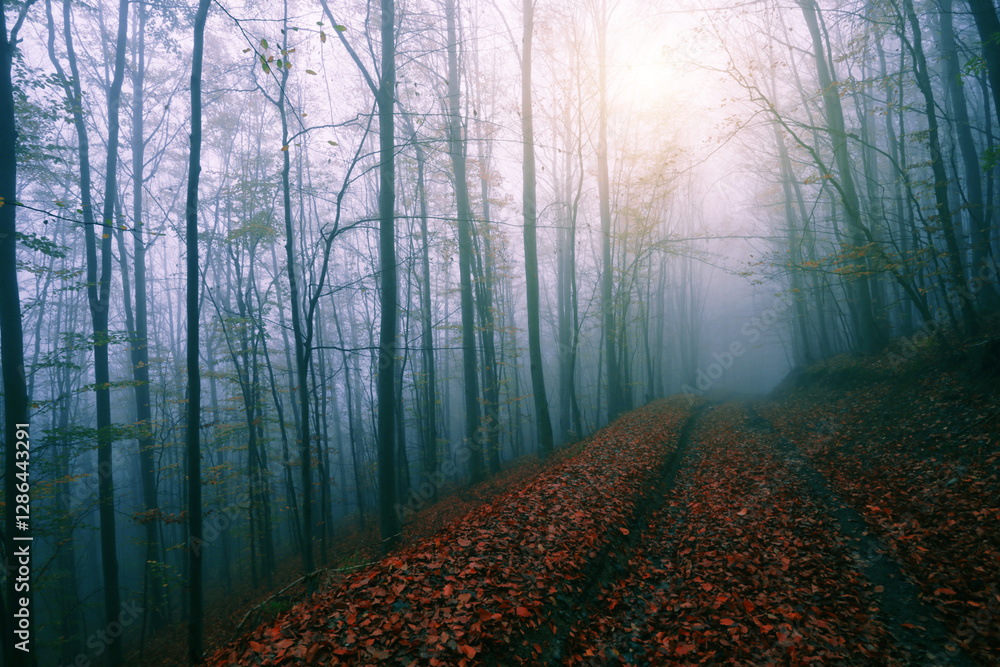 Fototapeta premium panoramic scenery, scenic sunset view in the mountains, Ukraine, Carpathian mountains, Europe.