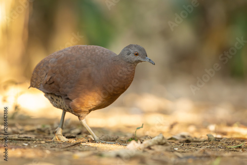 Brown tinamou walking the forest floor