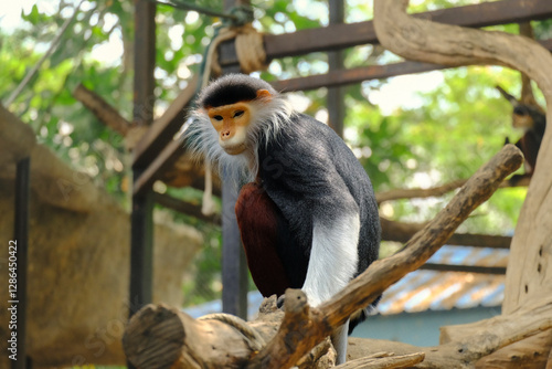Tableau sur toile Red-shanked douc on the tree