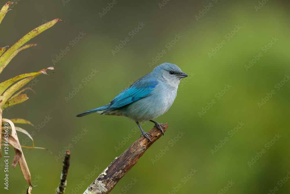 Azure-shouldered tanager perched on a branch Azure-shouldered tanager perched on a branch