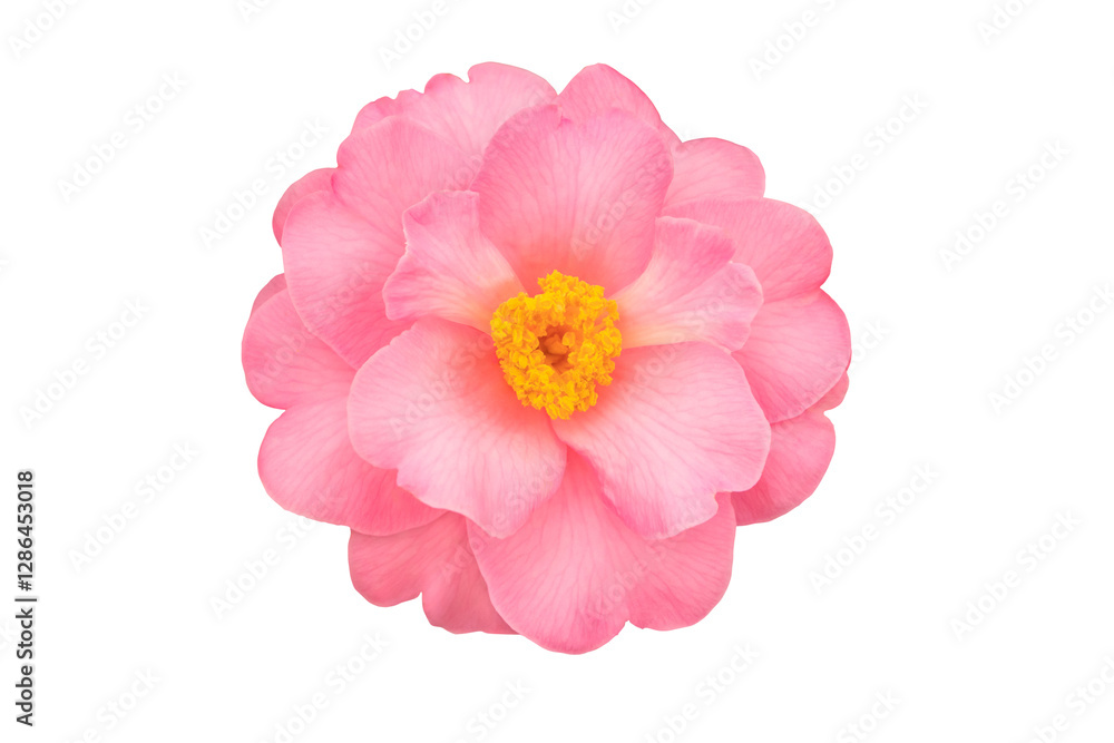 Fototapeta premium Camellia japonica, common camellia or Japanese camellia blush pink flower with yellow stamens isolated transparent png