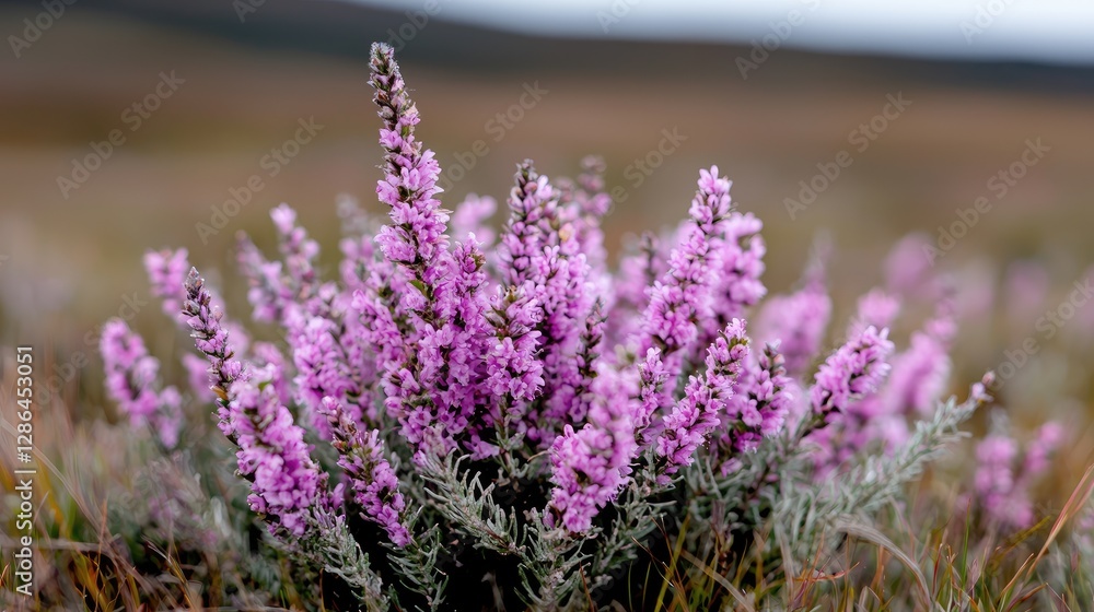 Fototapeta premium Purple heather flowers blooming in a wild moorland field under soft natural daylight.