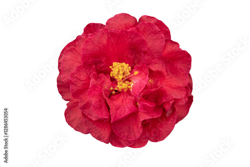Bild auf Leinwand Camellia flower with red curly petals and yellow stamens isolated transparent pn