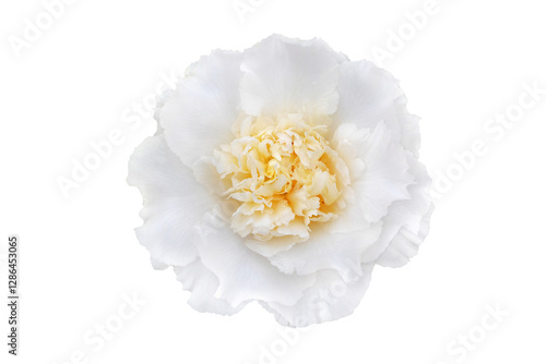 Camellia japonica, common camellia or Japanese camellia white flower with yellow centre isolated transparent png