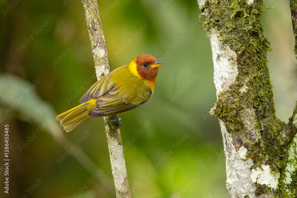 Rufous-headed tanager perched on a branch Rufous-headed tanager perched on a branch