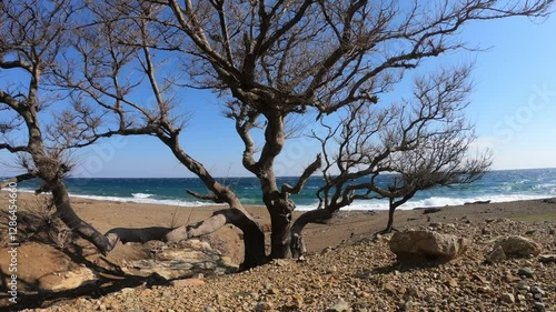 A striking view of a twisted, windswept tree standing alone on a rocky beach on Samothrace Island, Greece. The deep blue sea with rolling waves serves as a dramatic backdrop, while the dry, rugged lan