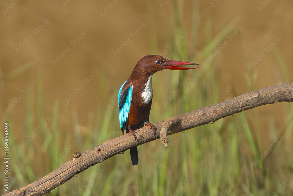 Fototapeta premium white-throated kingfisher - Halcyon smyrnensis, white-breasted kingfisher perched at yellow green background. Photo from Wilpattu National Park in Sri Lanka. 