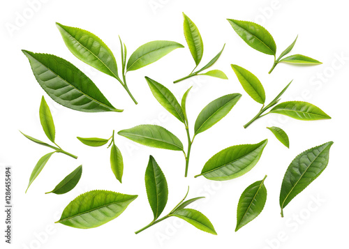 A collection of fresh green tea leaves scattered on a white background, perfect for natural products, branding, and packaging design