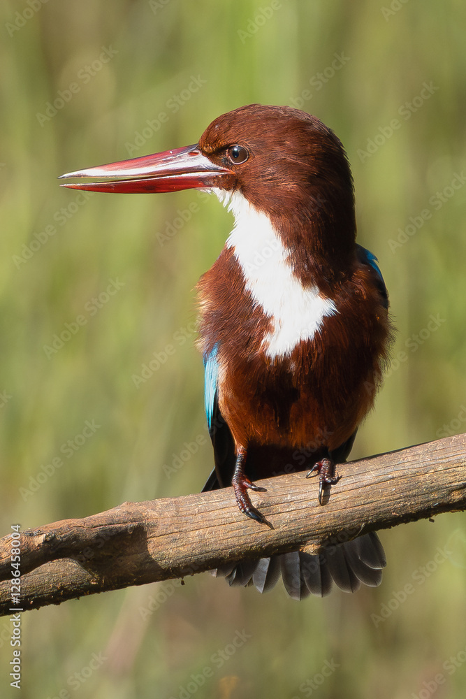 Fototapeta premium white-throated kingfisher - Halcyon smyrnensis, white-breasted kingfisher perched at green background. Photo from Wilpattu National Park in Sri Lanka. Verical.