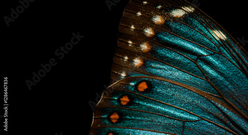 Turquoise butterfly wing macro with natural pattern detail. Close up of delicate blue-green insect wing texture with glowing spots on black background. Nature design element for decor