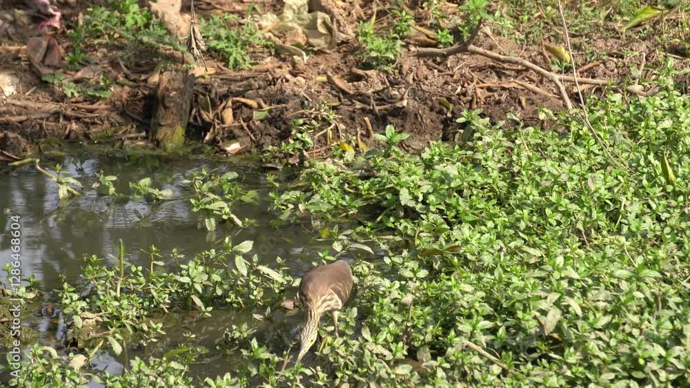 The Indian heron is a medium-sized, long-legged bird with a slender neck, sharp bill, and typically white or grey plumage, often found near water The Indian heron is a medium-sized, long-legged bird with a slender neck, sharp bill, and typically white or grey plumage, often found near water