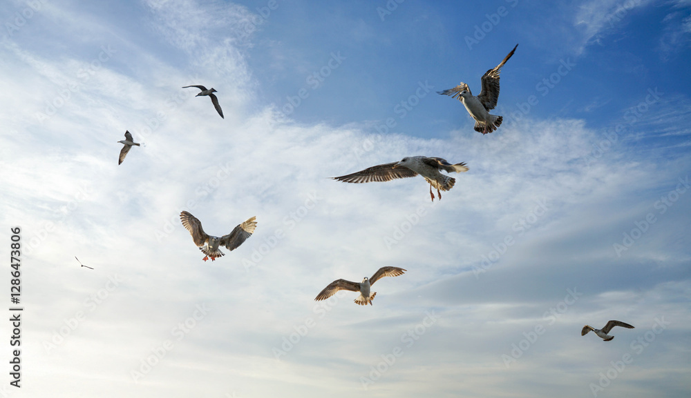 Fototapeta premium Flying Seagulls golden light blue sky