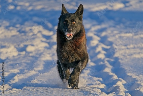 Beautiful DDR German Shepherd dogs play in a fairytale snowy landscape on a farm in Skaraborg Sweden on a sunny winter day in December just before Christmas. photo