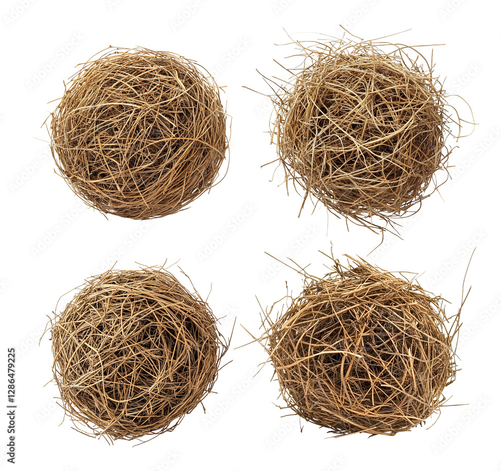 Obraz premium Set of round dry tumbleweeds, isolated on transparent cutout background