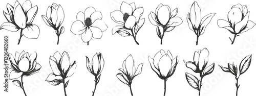 Black and white sketch of magnolia flowers in various stages of bloom.