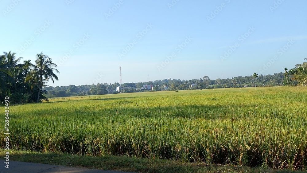 Fototapeta premium Paddy field Beauty. Green agriculture fields at the south asia countryside. Rice fields nature photo. Majestic Landscapes of Sri Lanka. Breathtaking Beauty Capturing Serene Essence Nature Landscapes