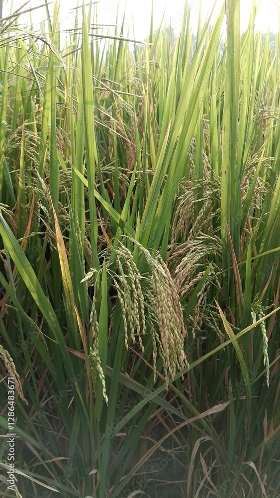 Fototapeta premium Paddy field Beauty. Green agriculture fields at the south asia countryside. Rice fields nature photo. Majestic Landscapes of Sri Lanka. Breathtaking Beauty Capturing Serene Essence Nature Landscapes