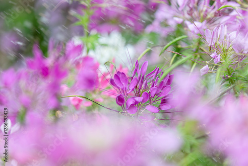 Close up of Pink, purple and white Spiny Spider Flower or Cleome Hassleriana flowers forms a beautiful scenery. Selective Focus