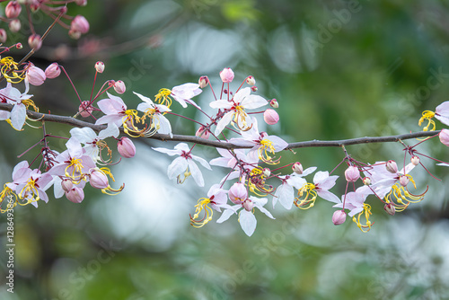 Cassia bakeriana, also commonly known as the pink shower tree, wishing tree.  Bloomimg Pink Flower. Romantic Scene photo