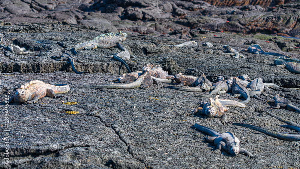 Tierwelten auf den Galapagos Inseln Tierwelten auf den Galapagos Inseln