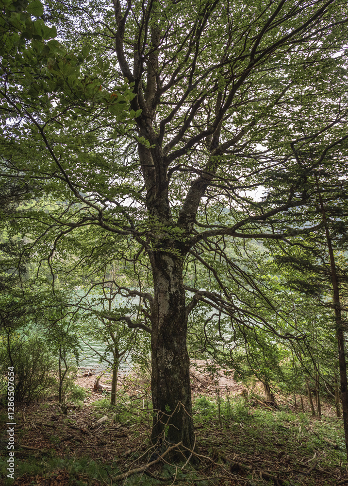 A towering tree with sprawling branches stands near a calm lake, surrounded by lush greenery. The textured bark and dense foliage create a serene and natural woodland atmosphere. A towering tree with sprawling branches stands near a calm lake, surrounded by lush greenery. The textured bark and dense foliage create a serene and natural woodland atmosphere.