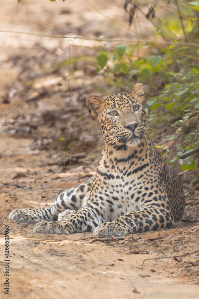 Obraz premium Sri Lankan leopard - Panthera pardus kotiya lying on road and observing surroundings. Photo from Wilpattu National Park in Sri Lanka. Vulnerable species.