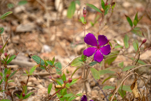 Tibouchina urvilleana (DC.) Cogn., Tibouchina granulosa (Desr.) Cogn. photo