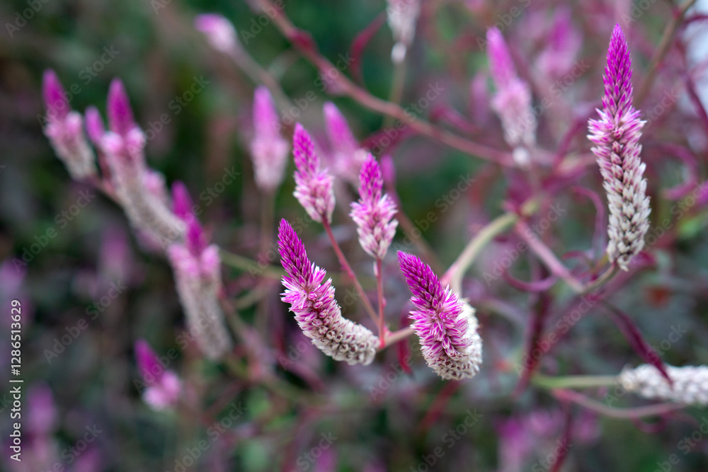 close up of Celosia argentea L., Amaranthus cruentus L. close up of Celosia argentea L., Amaranthus cruentus L.
