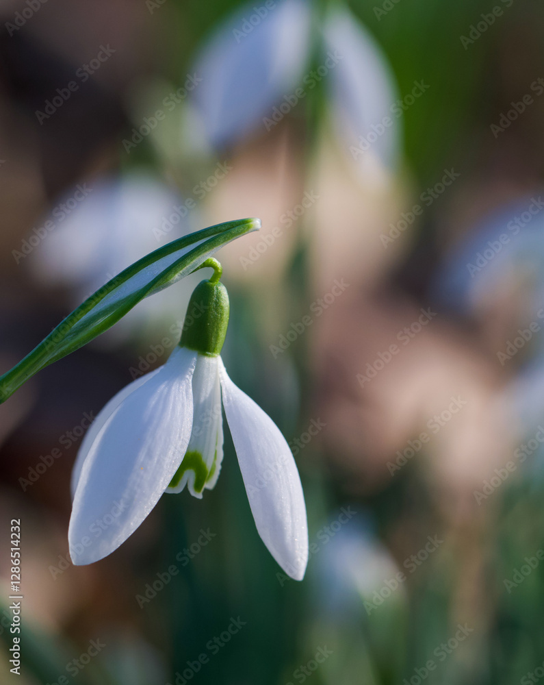 Beautiful close-up of a galanthus nivalis flower Beautiful close-up of a galanthus nivalis flower