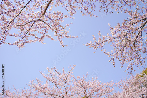 Pink cherry blossom tree on sky background