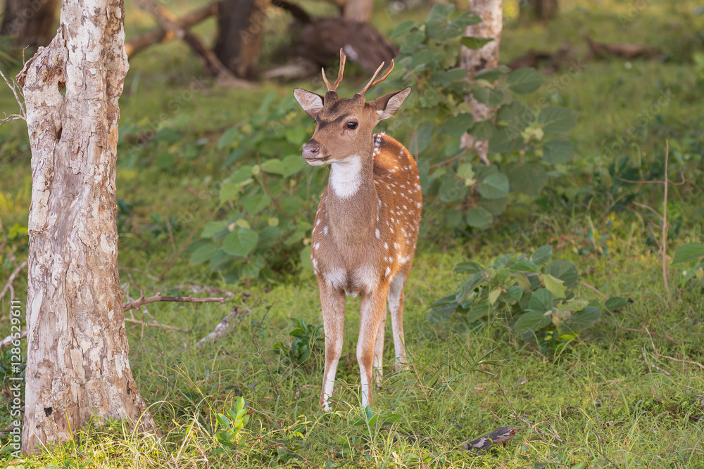 chital or cheetal - Axis axis, spotted deer, chital deer, axis deer goatling at green background. Photo from Wilpattu National Park in Sri Lanka. chital or cheetal - Axis axis, spotted deer, chital deer, axis deer goatling at green background. Photo from Wilpattu National Park in Sri Lanka.