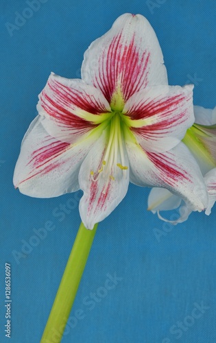 A beautiful amaryllis flower on the blue background.