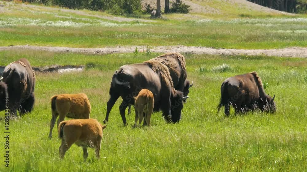Adorable baby bison calf stands close to its mother in meadow, Yellowstone National Park. Adorable baby bison calf stands close to its mother in meadow, Yellowstone National Park.
