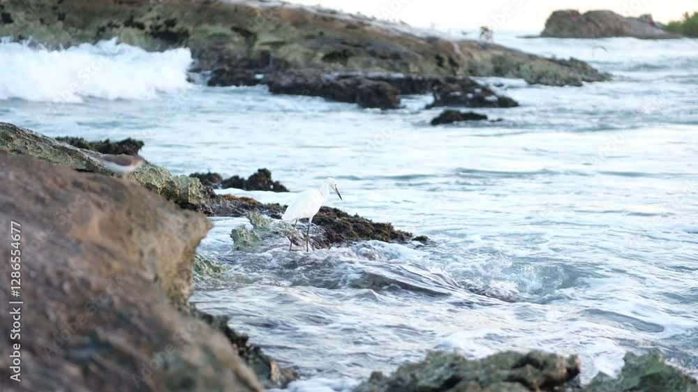 a little white crane on the rocks, walking in the water a little white crane on the rocks, walking in the water