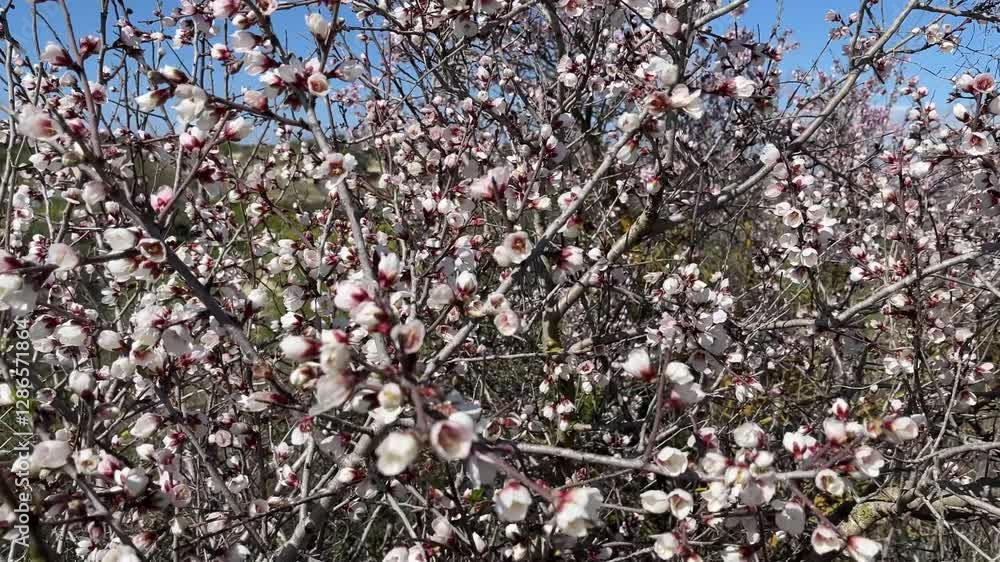 Blooming almond trees in mountains. Spring time almond blossoms in EU, blooming tree in spring Blooming almond trees in mountains. Spring time almond blossoms in EU, blooming tree in spring