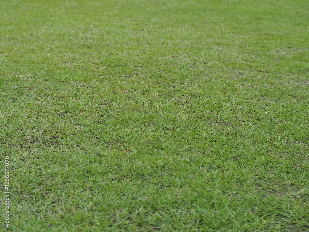 Green lawn background. Manila Grass is a native species of Thailand. Zoysia matrella (L.) Merr. var. matrella is an easy-to-grow grass that is resistant to trampling and easy to propagate quickly.
Green lawn background. Manila Grass is a native species of Thailand. Zoysia matrella (L.) Merr. var. matrella is an easy-to-grow grass that is resistant to trampling and easy to propagate quickly.