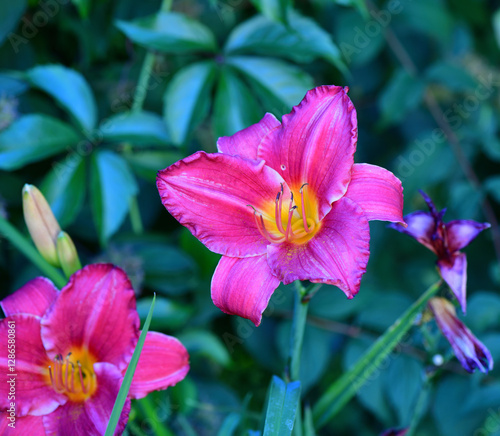 Beautiful purple daylily on a green background in our garden.