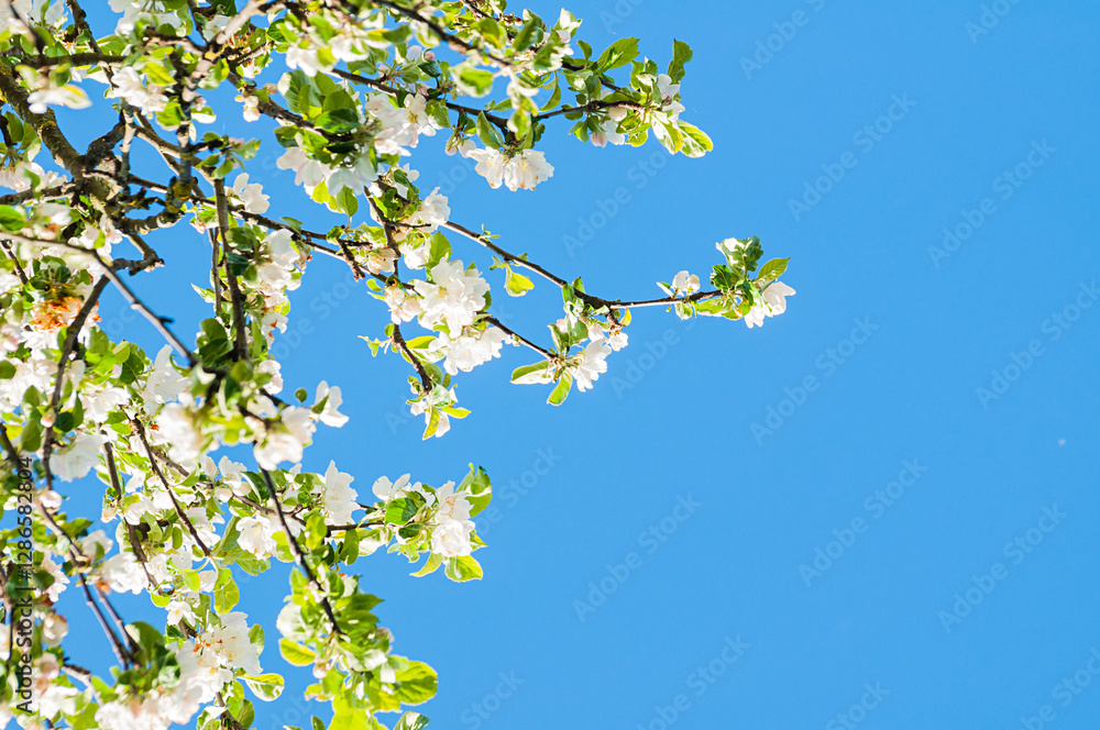 Spring background, branch with white blooming apple flowers on the background of blue sky in sunny weather, soft focus processing