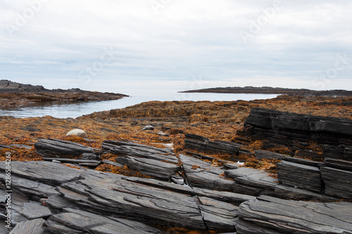 Brown seaweed on coastal black rocks of the Barents Sea at low tide. Vaida-Guba, Rybachy Peninsula, Murmansk region, Russia photo