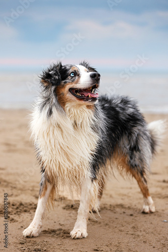 Australian Shepherd am Strand 