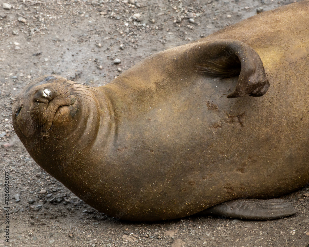 Elephant Seal lounging on the sand laying on its side at the Point Reyes National Seashore, California, USA Elephant Seal lounging on the sand laying on its side at the Point Reyes National Seashore, California, USA