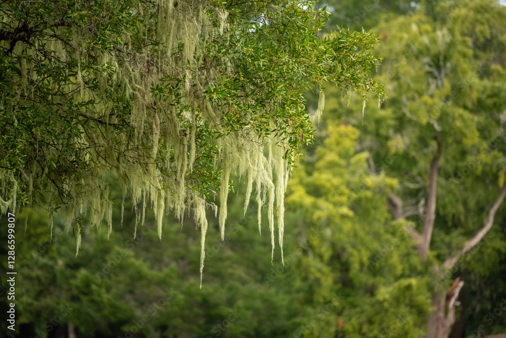 Fototapeta premium Green moss hanging from trees at the Point Reyes National Seashore, California, USA