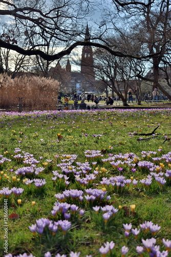 Wallpaper Mural Krokusblüte im Freiburger Stadtgarten Torontodigital.ca