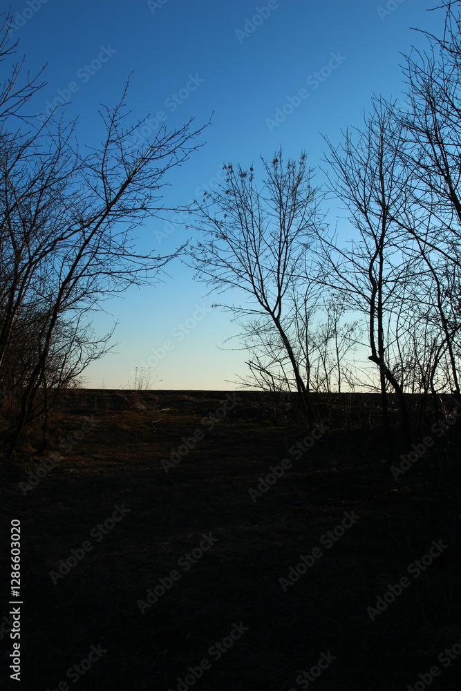 A group of trees in front of a white building A group of trees in front of a white building