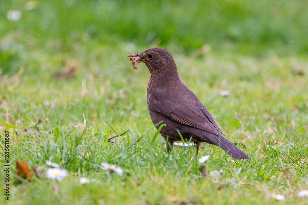 Obraz premium Amselweibchen mit Wurm
