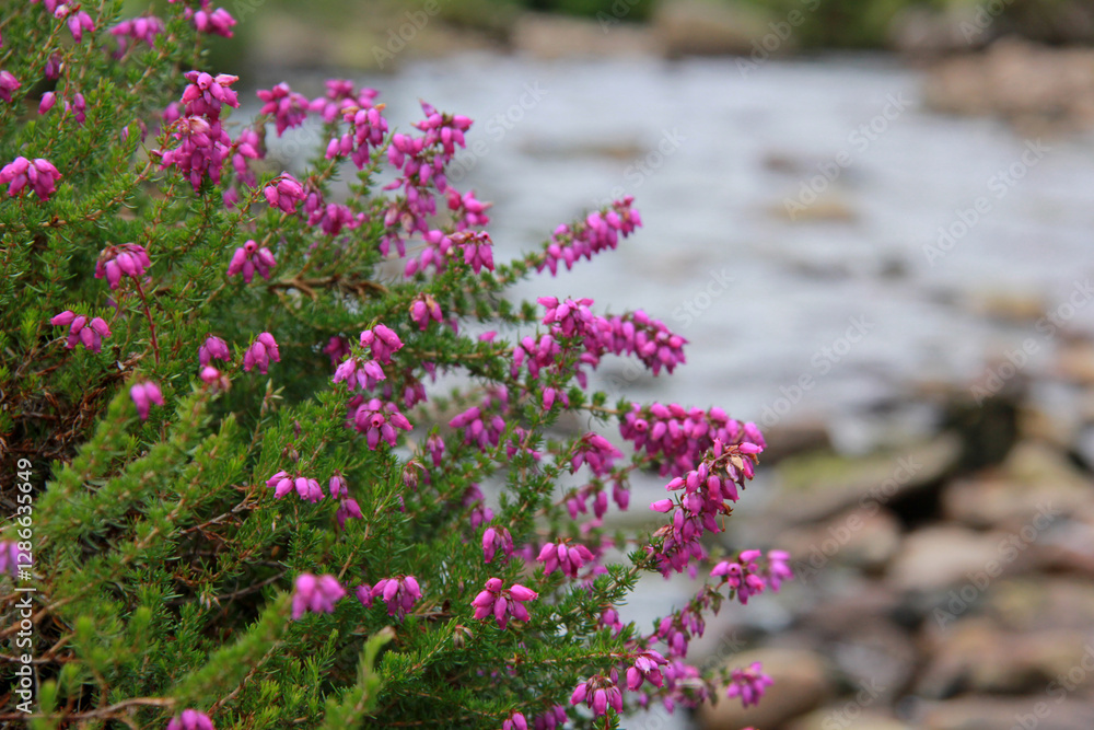 Obraz premium close up of Irish heather, an evergreen shrub, pink in colour on green leaves, with water blurred in the background.