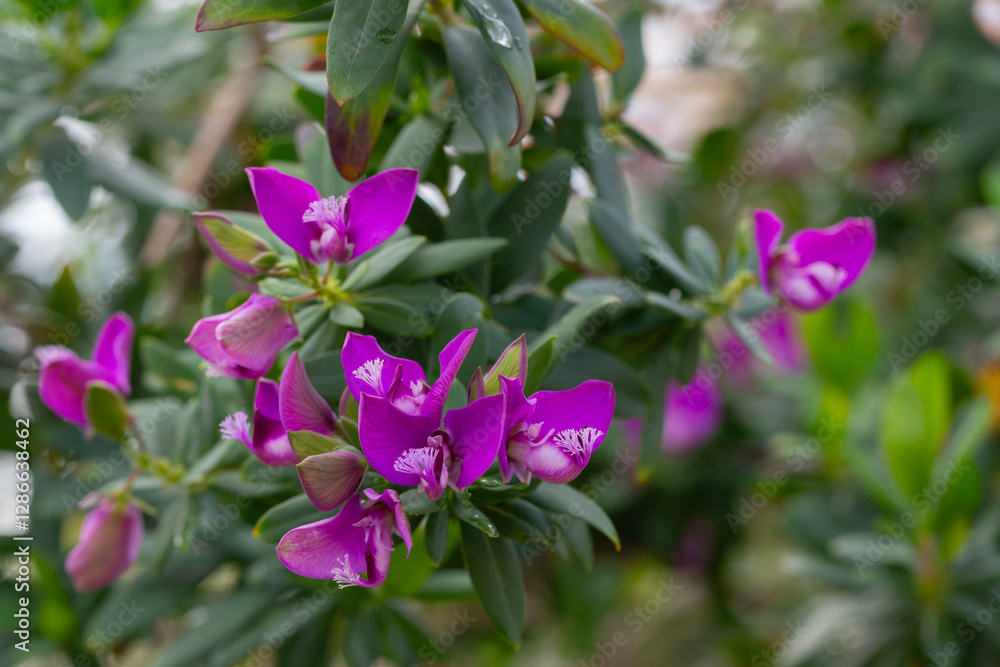 Polygala myrtifolia common names Bellarine pea,Myrtle-leaf milkwort, Parrot bush,Polygala,September bush is an evergreen shrub native to southern Africa. Polygala myrtifolia common names Bellarine pea,Myrtle-leaf milkwort, Parrot bush,Polygala,September bush is an evergreen shrub native to southern Africa.