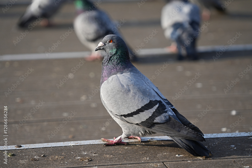 Obraz premium City pigeon has a disease in the form of growth on the top of the beak.