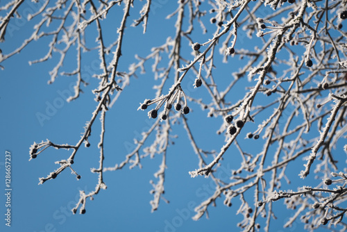 Branches covered with frost, winter.
